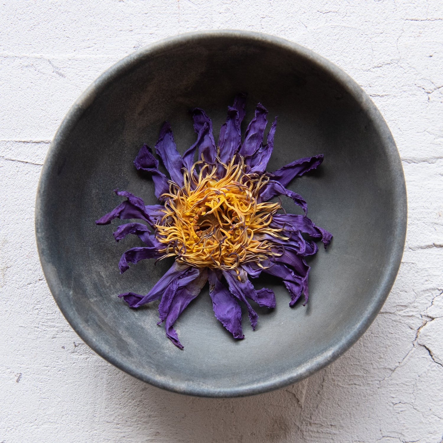 Blue Lotus Flower, top down shot